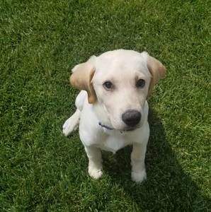 Meet your Posher, Travis